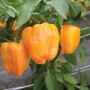 peppers – yellow flavorburst