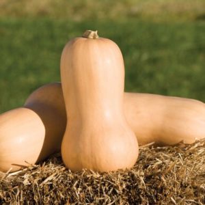 squash – waltham butternut