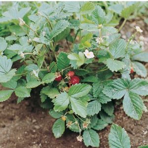 strawberry – alexandria