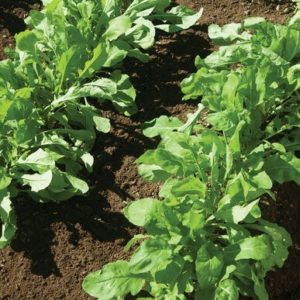 Arugula – Astro