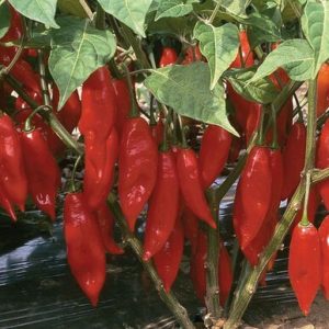 hot pepper – habanero johnnys red