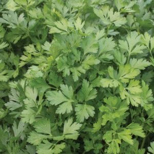 parsley – aa total