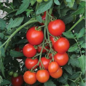 tomatoes – mountain magic