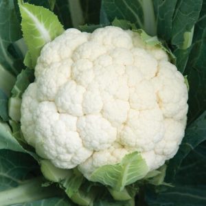 cauliflower – skywalker