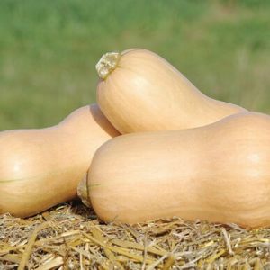 squash – JWS 6823 PMR