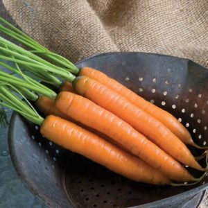 carrots – Yaya nelson