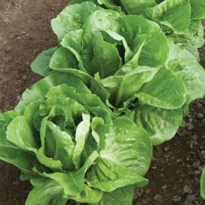 lettuce – coastal star