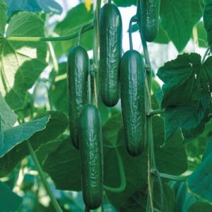cucumber – Socrates