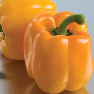 peppers – Sweet Sunrise