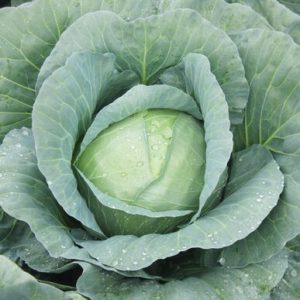 Cabbage – Capture