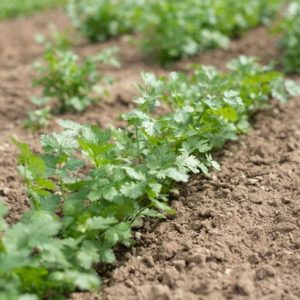 Coriander – Leisure