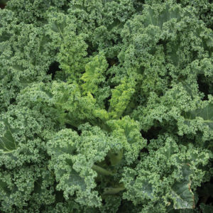 kale –  Westlandse