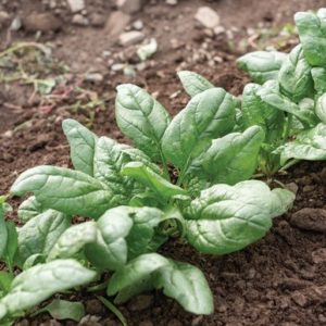 Spinach – Tundra