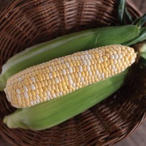 corn – natural sweet