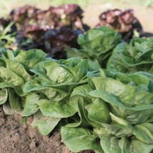 lettuce – Newham