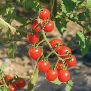 tomatoes – jasper red cherry