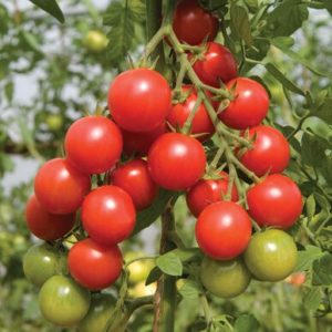 tomatoes – sakura red cherry