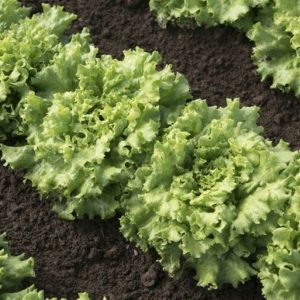 lettuce – Muir