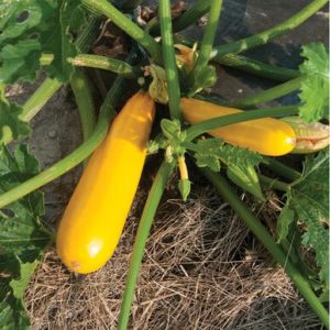 zuccini – Yellowfin