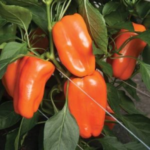 peppers – glow orange