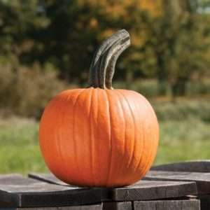 pumpkin – cinnamon girl