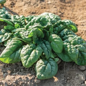 Spinach – Equinox