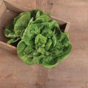 lettuce – Little Gem