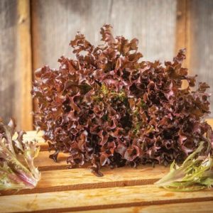 lettuce – Ezflor