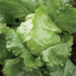 lettuce – crispino