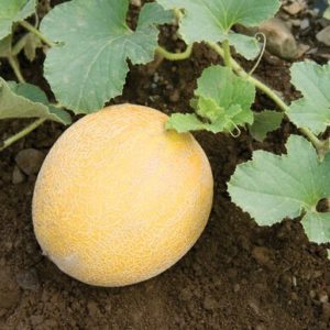 Cantaloup – Arava
