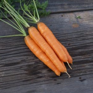 carrots – Napoli