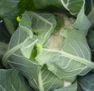 cauliflower – Adona Hybrid Organic