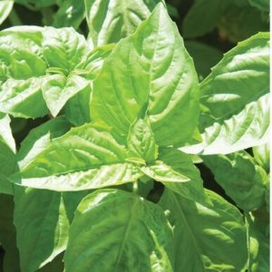Basil – Nufar
