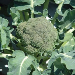Broccoli – Belstar