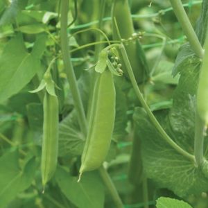 Peas – Cascadia