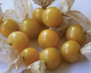 ground cherry – yellow