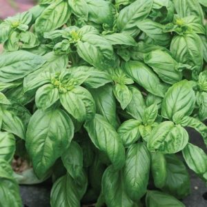 Basil – Compact Prospera (genovese)
