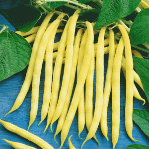 Beans – Jade (yellow)