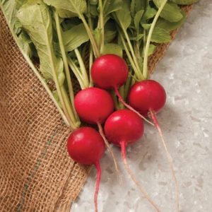 Radish – Sora